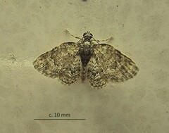 Chloroclystis