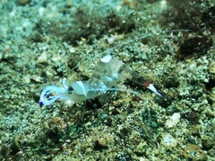 Ancylomenes magnificus