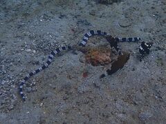 Myrichthys colubrinus