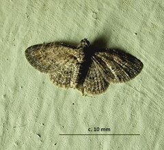 Chloroclystis