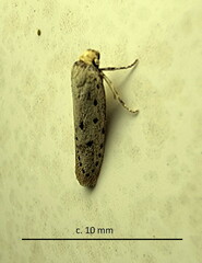 Ethmia circumdatella