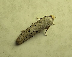 Ethmia circumdatella
