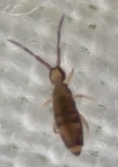 Entomobryinae