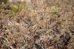 Juniperus californica