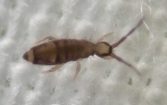 Entomobryinae
