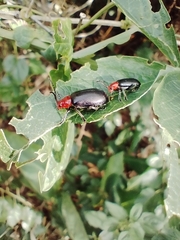 Cacoscelis nigripennis