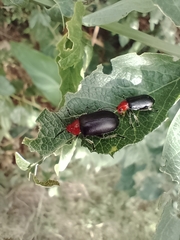 Cacoscelis nigripennis