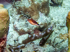 Canthigaster rostrata