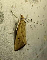 Pyraustinae