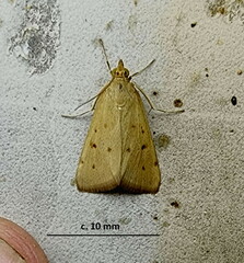 Pyraustinae