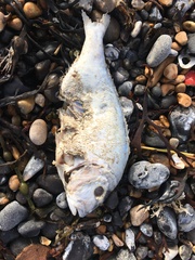 Sparus auratus