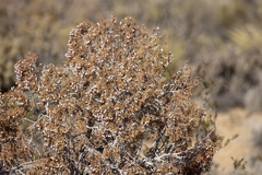 Juniperus californica