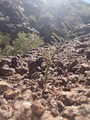 Parkinsonia microphylla