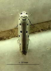 Ethmia circumdatella