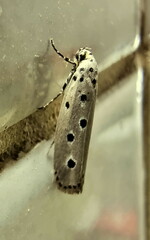 Ethmia circumdatella