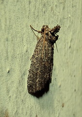 Prionofrontia erygidia