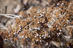 Juniperus californica