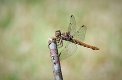 Orthemis nodiplaga
