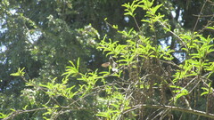 Sephanoides sephaniodes