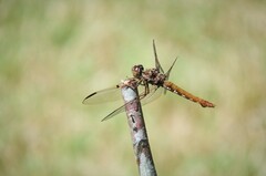 Orthemis nodiplaga