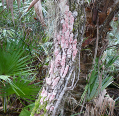 Herpothallon rubrocinctum