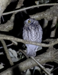 Megascops trichopsis