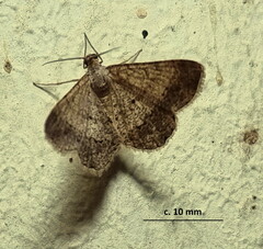 Isturgia deerraria