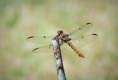 Orthemis nodiplaga