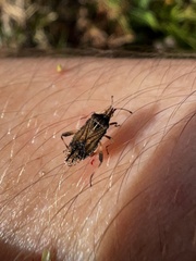 Harmostes fraterculus