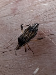 Harmostes fraterculus