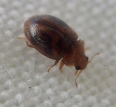 Rhyzobius chrysomeloides