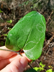 Marmara smilacisella