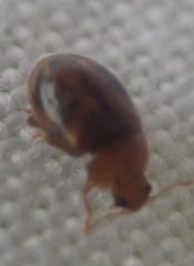 Rhyzobius chrysomeloides