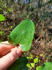 Marmara smilacisella