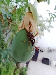Holhymenia histrio