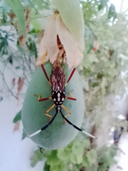 Holhymenia histrio