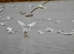 Ichthyaetus melanocephalus