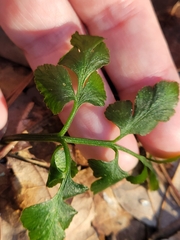 Sceptridium oneidense