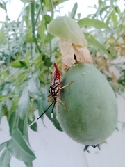 Holhymenia histrio