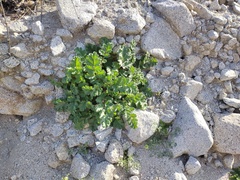 Phacelia pedicellata