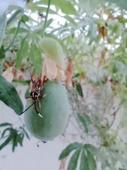 Holhymenia histrio