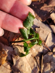 Sceptridium oneidense