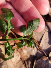 Sceptridium oneidense