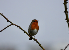 Erithacus rubecula