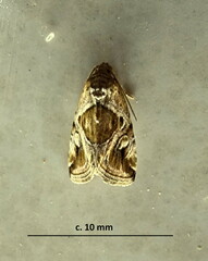 Deltote johnjoannoui