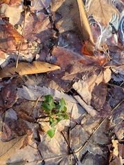 Sceptridium oneidense