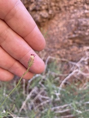 Pleurocoronis pluriseta