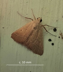 Hypsopygia nostralis
