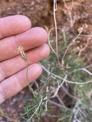 Pleurocoronis pluriseta