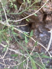 Pleurocoronis pluriseta